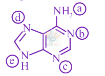 JEE Main 2019 Chemistry, Amines — question figure