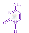 JEE Main 2013 Chemistry, Biomolecules — option B figure