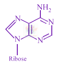 JEE Main 2018 Chemistry, Biomolecules — option A figure