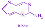 JEE Main 2018 Chemistry, Biomolecules — option B figure