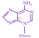 JEE Main 2018 Chemistry, Biomolecules — option C figure