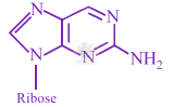 JEE Main 2018 Chemistry, Biomolecules — option D figure