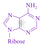 JEE Main 2018 Chemistry, Biomolecules — option A figure