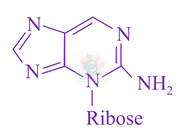 JEE Main 2018 Chemistry, Biomolecules — option B figure