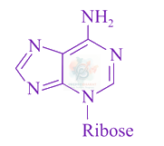 JEE Main 2018 Chemistry, Biomolecules — option C figure
