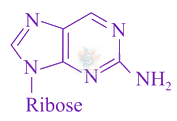 JEE Main 2018 Chemistry, Biomolecules — option D figure