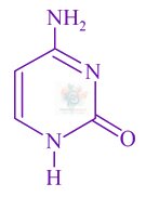 JEE Main 2021 Chemistry, Biomolecules — option C figure