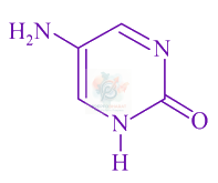 JEE Main 2021 Chemistry, Biomolecules — option D figure