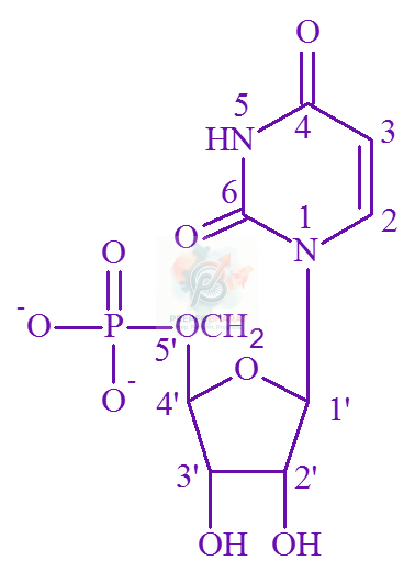 JEE Main 2022 Chemistry, Biomolecules — solution figure