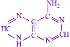 JEE Main 2024 Chemistry, Biomolecules — option D figure