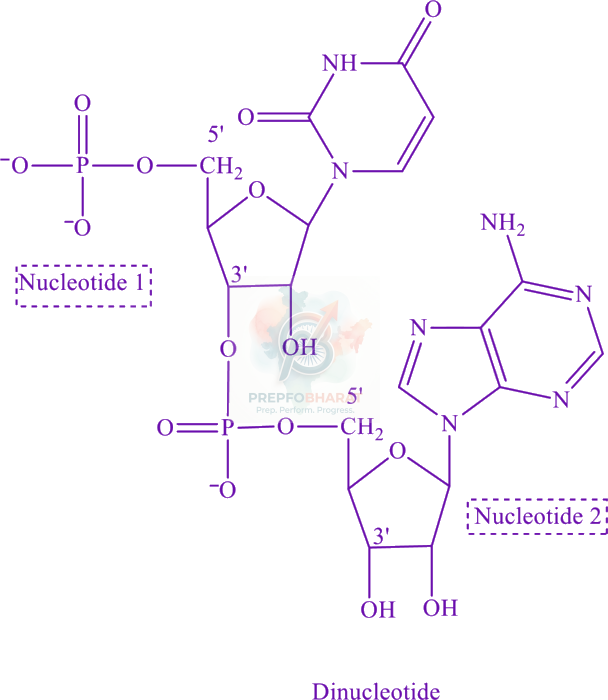 JEE Main 2024 Chemistry, Biomolecules — solution figure