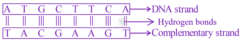 JEE Main 2024 Chemistry, Biomolecules — solution figure