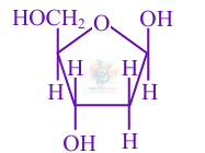 JEE Main 2025 Chemistry, Biomolecules — solution figure