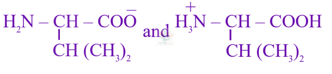 JEE Main 2025 Chemistry, Biomolecules — option B figure