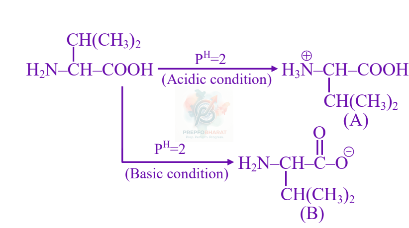JEE Main 2025 Chemistry, Biomolecules — solution figure