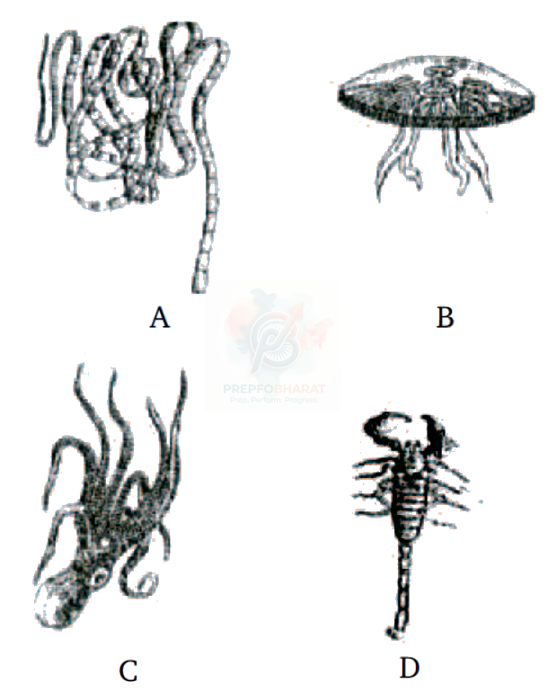 NEET 2011 Botany, Animal Kingdom — question figure