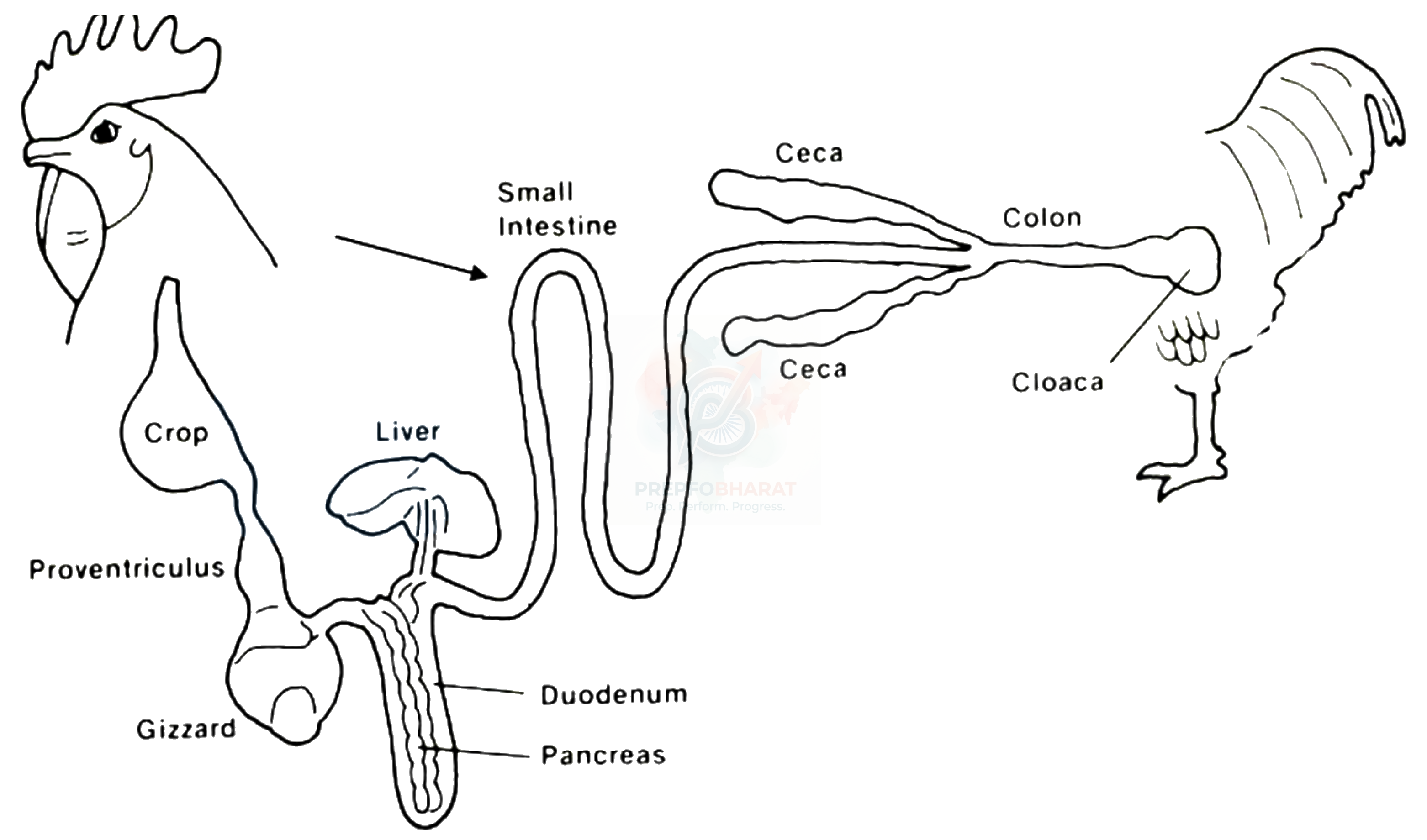 NEET 2018 Botany, Animal Kingdom — solution figure