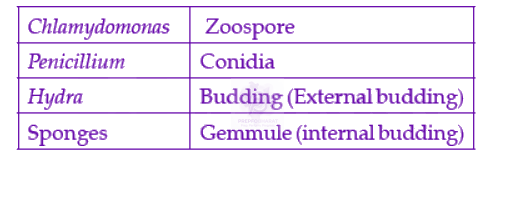 NEET 2022 Botany, Animal Kingdom — solution figure