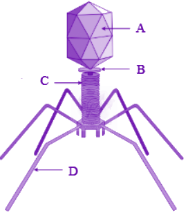 NEET 2010 Botany, Biological Classification — question figure 1
