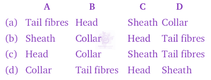 NEET 2010 Botany, Biological Classification — question figure 2