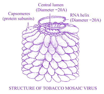NEET 2014 Botany, Biological Classification — solution figure