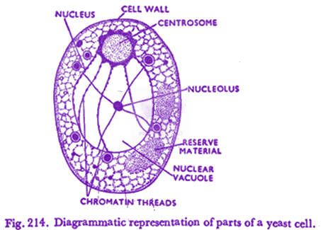NEET 2019 Botany, Biological Classification — solution figure