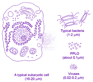 NEET 2020 Botany, Biological Classification — solution figure