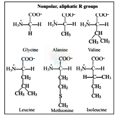 NEET 2005 Botany, Biomolecules (B) — solution figure 1