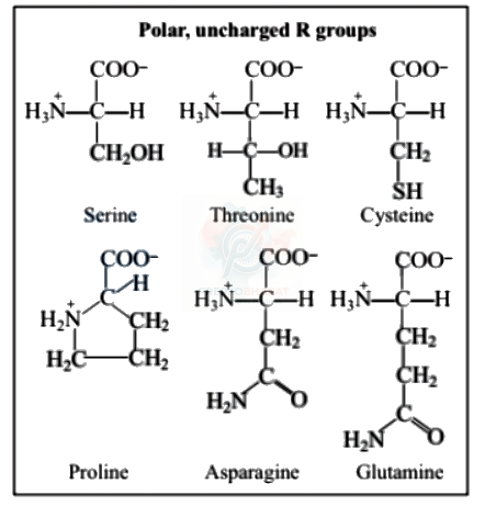 NEET 2005 Botany, Biomolecules (B) — solution figure 3