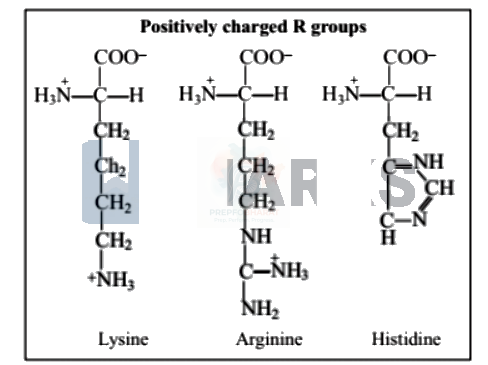 NEET 2005 Botany, Biomolecules (B) — solution figure 4