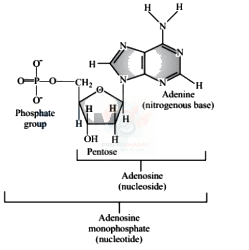 NEET 2005 Botany, Biomolecules (B) — solution figure