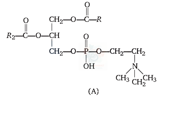 NEET 2011 Botany, Biomolecules (B) — question figure 1
