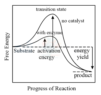NEET 2016 Botany, Biomolecules (B) — solution figure