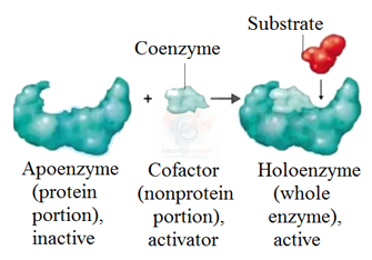 NEET 2019 Botany, Biomolecules (B) — solution figure