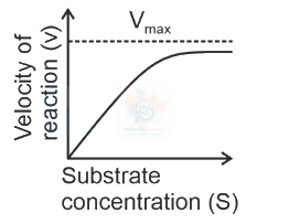 NEET 2024 Botany, Biomolecules (B) — option A figure