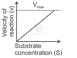 NEET 2024 Botany, Biomolecules (B) — option B figure
