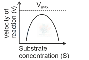 NEET 2024 Botany, Biomolecules (B) — option C figure