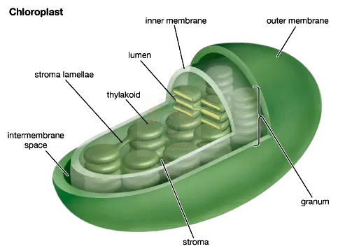 NEET 2005 Botany, Cell - The Unit of Life — solution figure