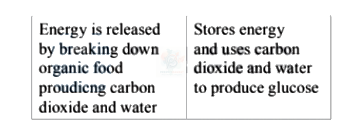 NEET 2007 Botany, Cell - The Unit of Life — solution figure 2