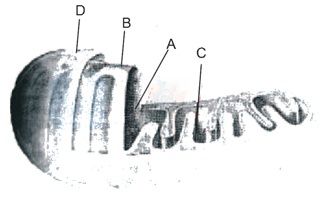 NEET 2011 Botany, Cell - The Unit of Life — question figure