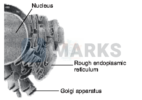 NEET 2013 Botany, Cell - The Unit of Life — question figure
