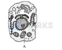 NEET 2013 Botany, Cell - The Unit of Life — question figure