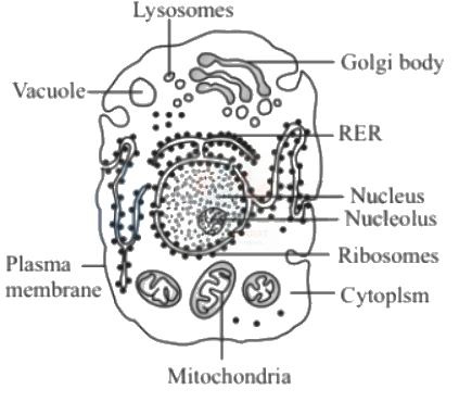 NEET 2013 Botany, Cell - The Unit of Life — solution figure