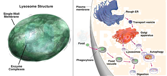 NEET 2019 Botany, Cell - The Unit of Life — solution figure