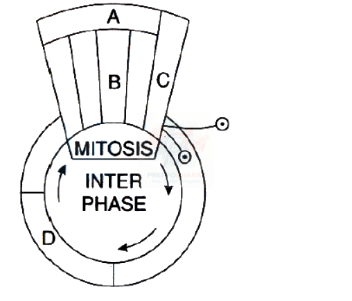 NEET 2009 Botany, Cell Cycle and Cell Division — question figure