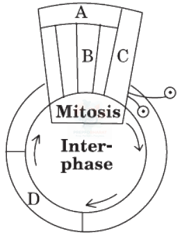 NEET 2009 Botany, Cell Cycle and Cell Division — question figure
