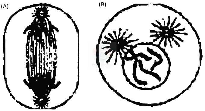 NEET 2010 Botany, Cell Cycle and Cell Division — question figure