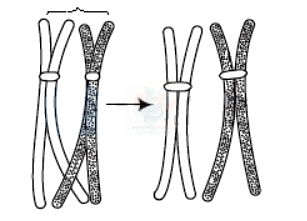 NEET 2012 Botany, Cell Cycle and Cell Division — question figure