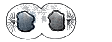 NEET 2013 Botany, Cell Cycle and Cell Division — question figure