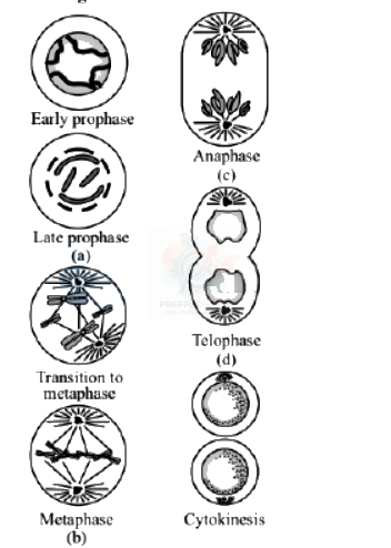 NEET 2013 Botany, Cell Cycle and Cell Division — solution figure